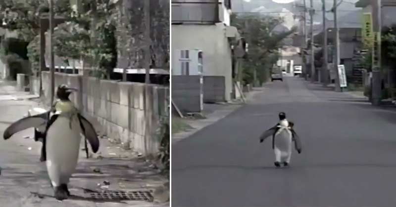 Un pinguin și-a luat soarta în …ghiozdan