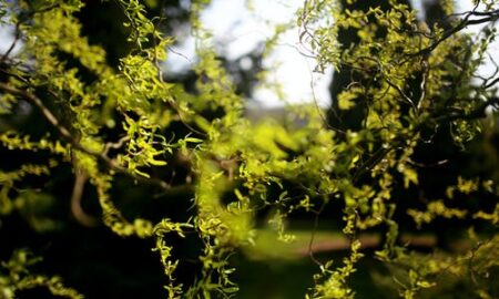 Planta miraculoasa pentru organism! Intareste sistemul imunitar, calmeaza durerile musculare si grabeste vindecarea ranilor