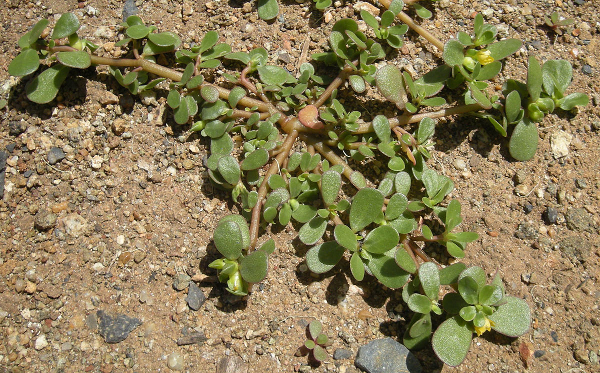 Planta cu efecte miraculoase ignorată de români. Nu poate fi modificată genetic