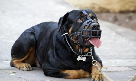 Coșmar pentru o femeie din Suceava. A fost ”MĂCELĂRITĂ” de patru câini Rottweiler