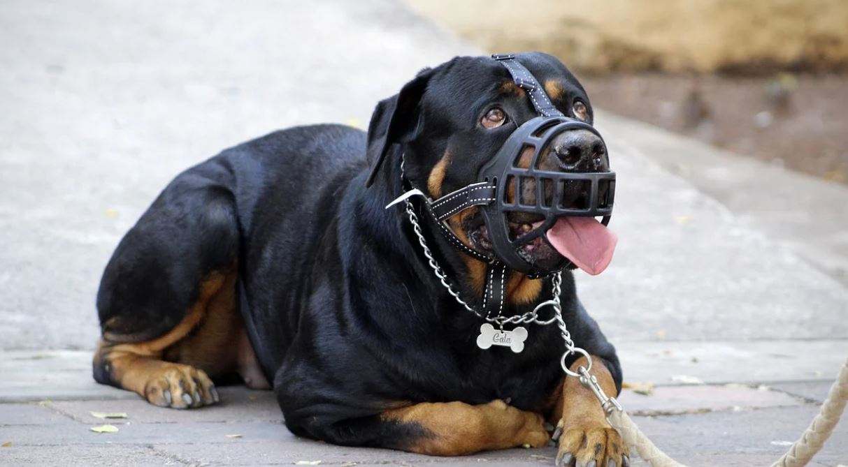 Coșmar pentru o femeie din Suceava. A fost ”MĂCELĂRITĂ” de patru câini Rottweiler