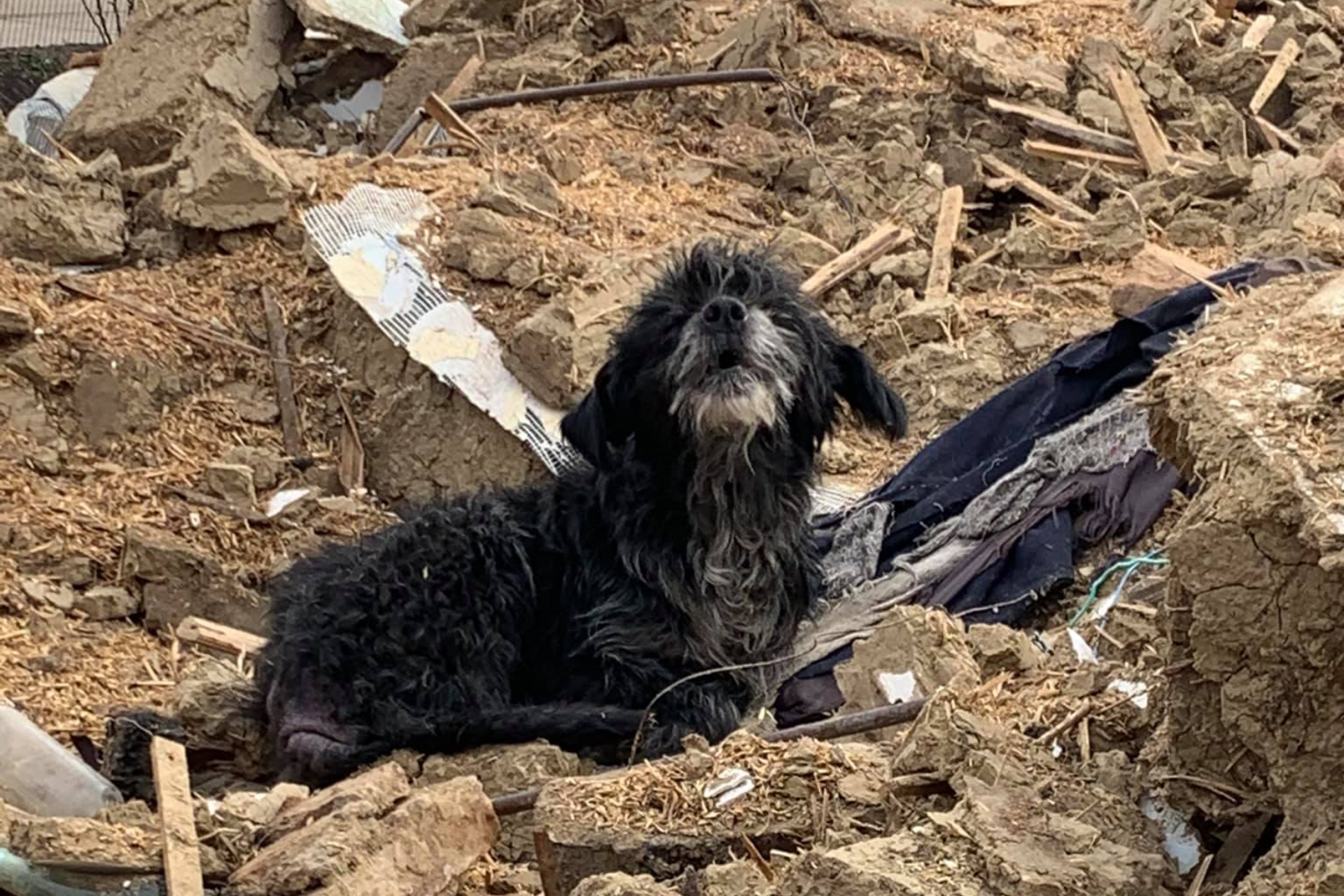 A păzit trei ani de zile o casă pustie. Povestea tristă a unui câine bătrân și aproape sălbăticit