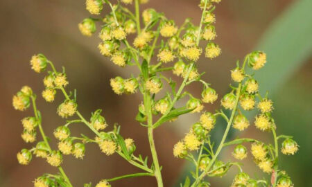 Descoperire uluitoare. Planta minune care poate distruge coronavirusul. Se găsește și în România