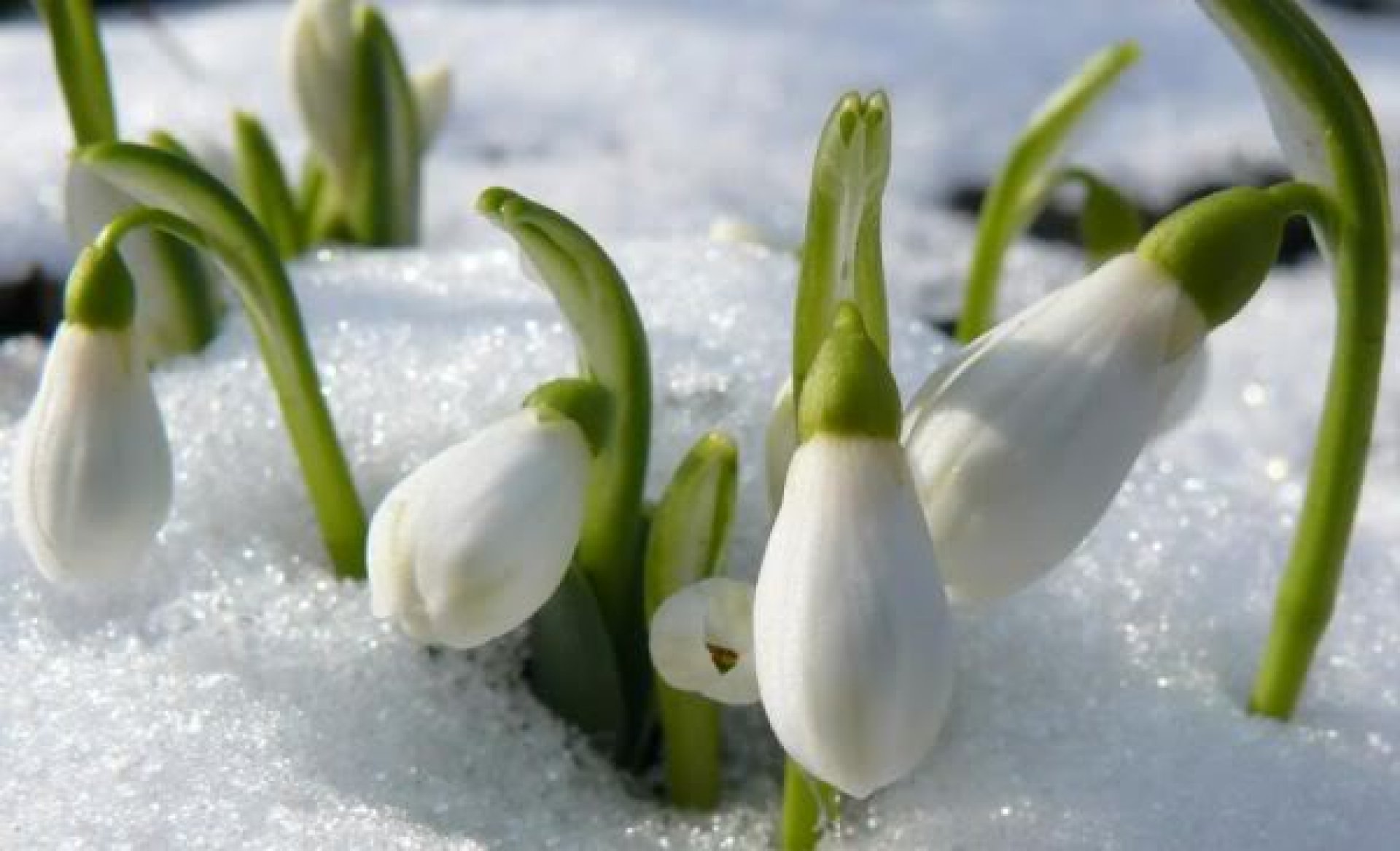 Iarna nu se dă învinsă chiar dacă apar ghioceii. Prognoza meteo pentru următoarele două săptămâni