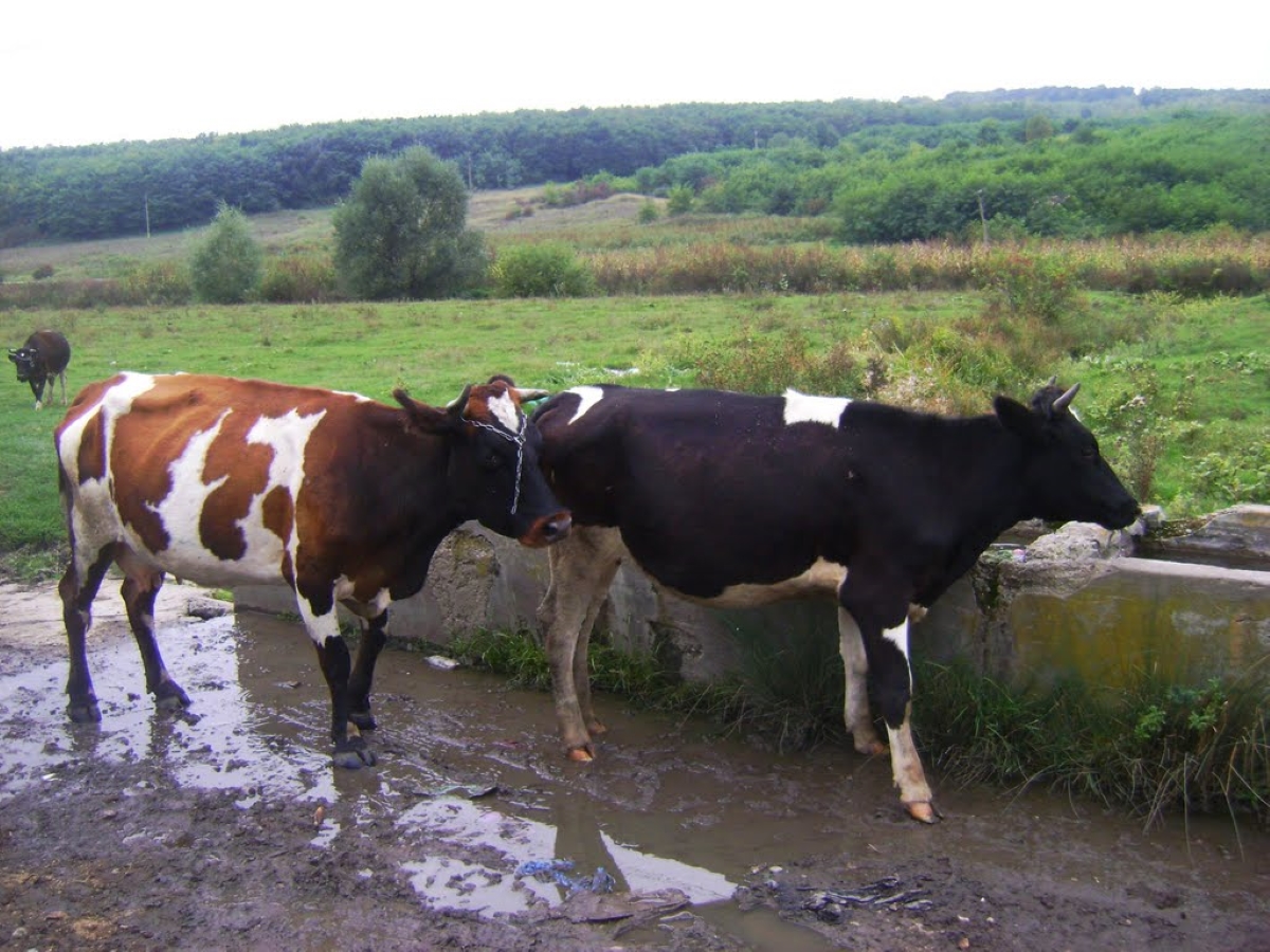 Autoritatea Națională Sanitară Veterinară și pentru Siguranța Alimentelor . Recomandări vizând îngrijirea animalelor pe caniculă