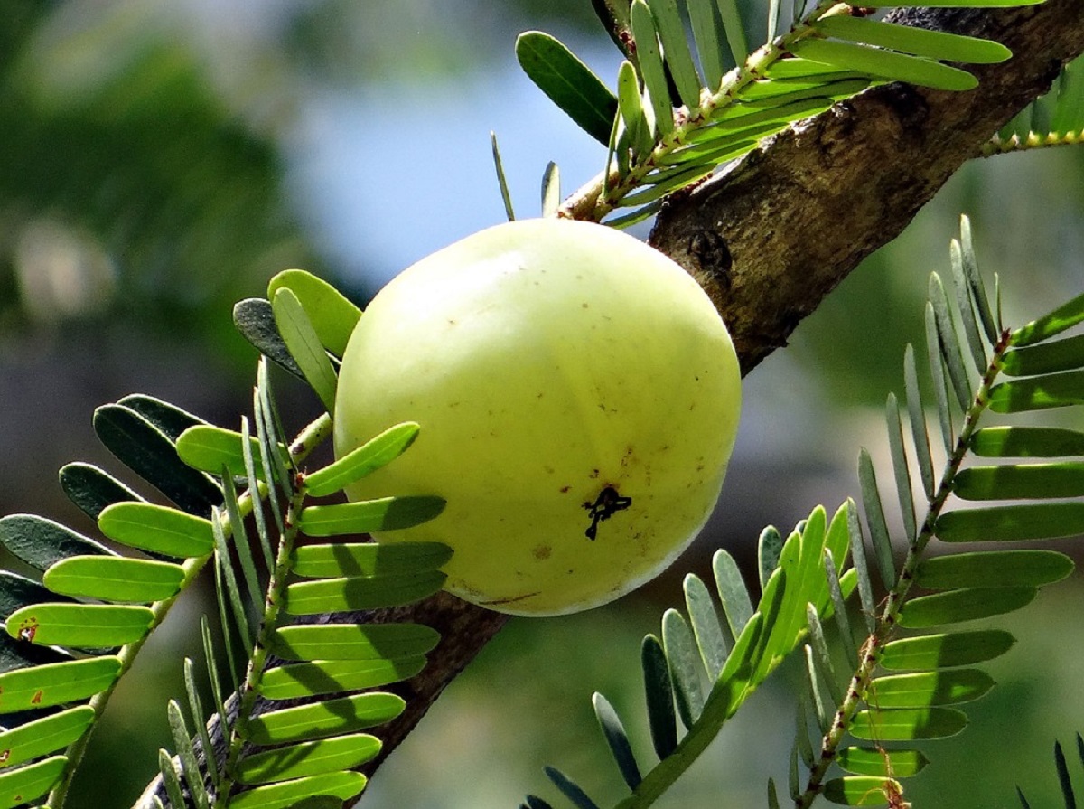 Puternic regenerator ayurvedic. Acest fruct de origine indiană face minuni pentru organism!