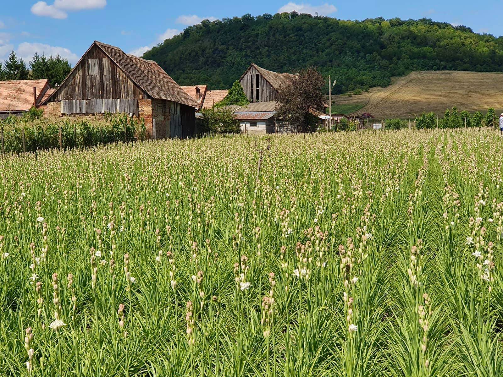 Asociaţia Forţa Fermierilor îl acuză pe Adrian Oros, ministrul Agriculturii, de „act de subminare a economiei naţionale”