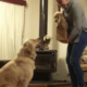 Reacția adorabilă a unui Golden Retriever atunci când vede un nou cățel în familie!