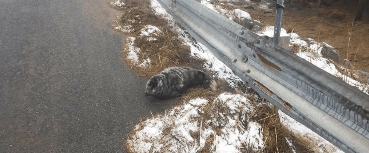 Salvarea unui pui de focă de pe un drum abandonat!