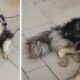 Un cățel Husky pierdut a fost identificat de familie printr-o particularitate a sa deosebită!