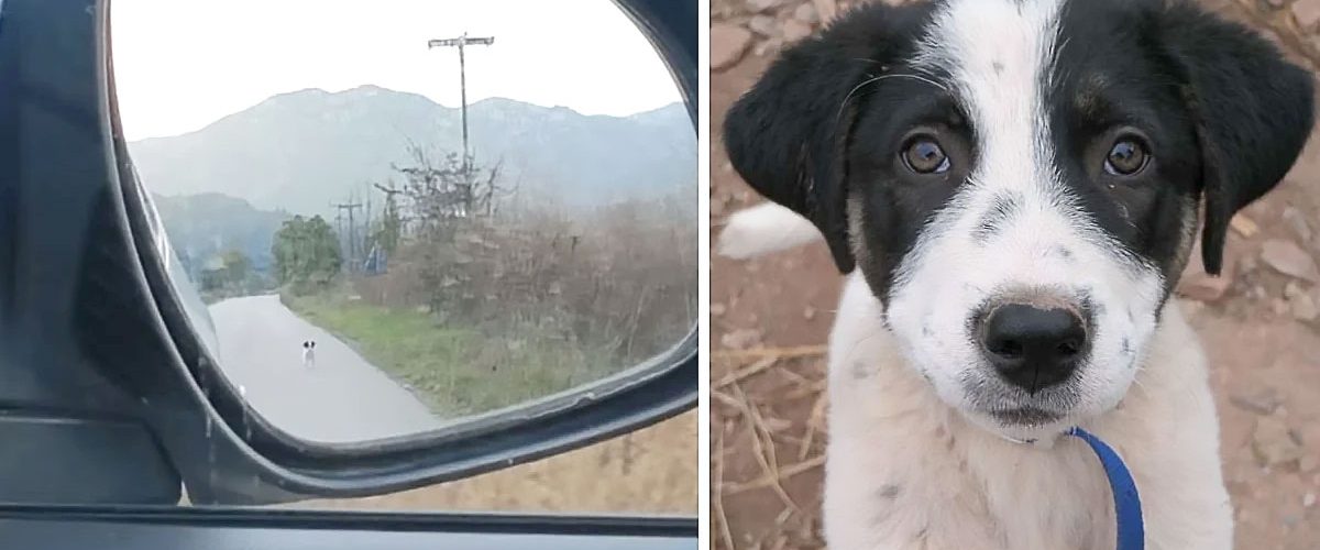 Un cățeluș abandonat a alergat după o mașină în încercarea de a fi adoptat!