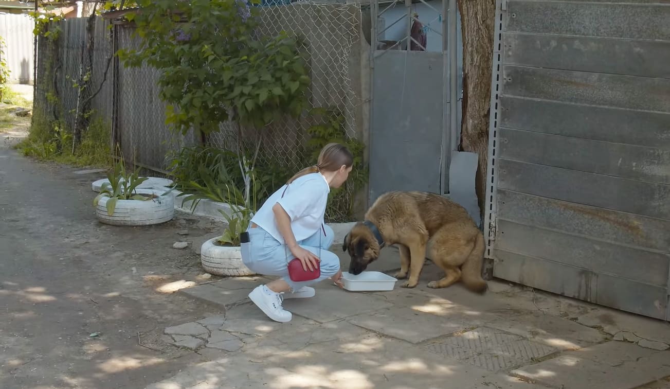 Abandonat în fața porții, un câine are parte de surpriza vieții lui!