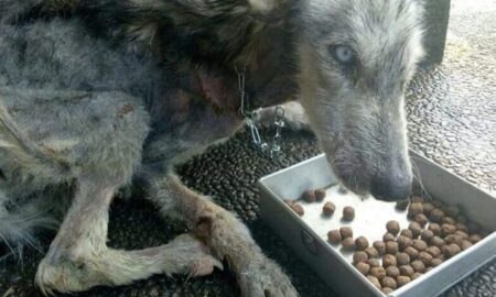 O transformare uimitoare a unui Husky aflat la un pas să moară de foame!