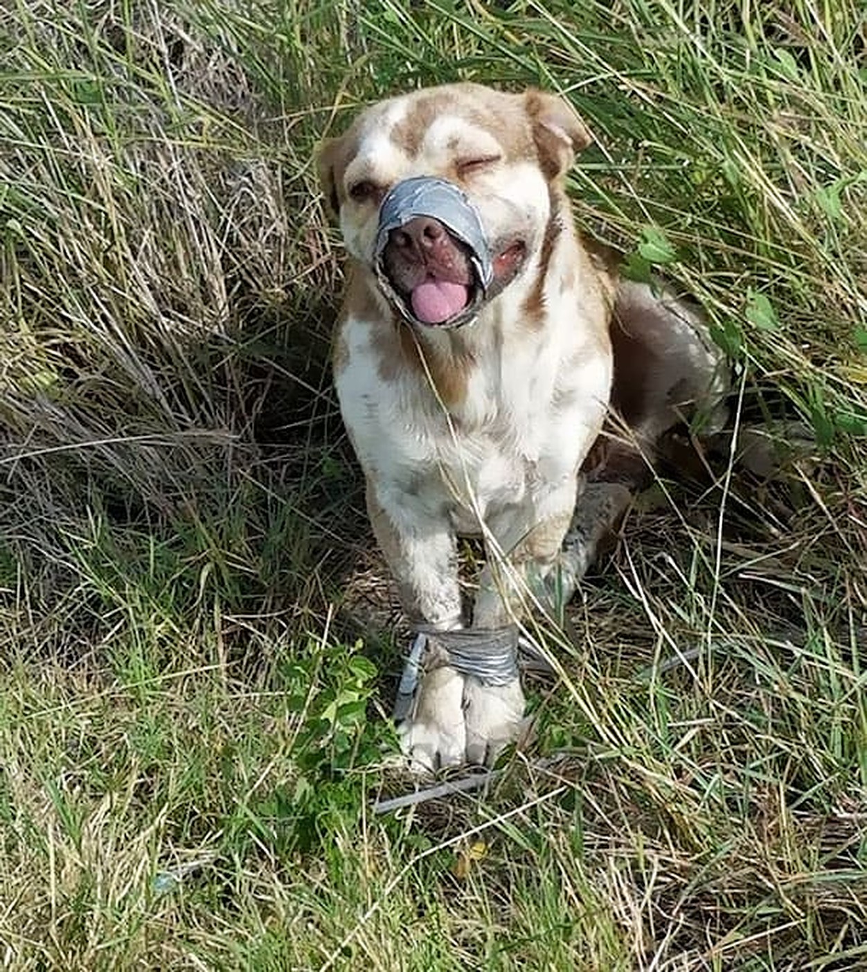 Recunoștința unui cățel abandonat într-o pădure!