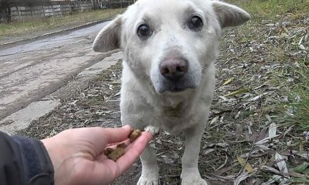 Refuzat de fostul său stăpân, un cățel abandonat este adoptat de o nouă familie!