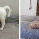 Un cățel adorabil a fost abandonat cu un mesaj emoționant!