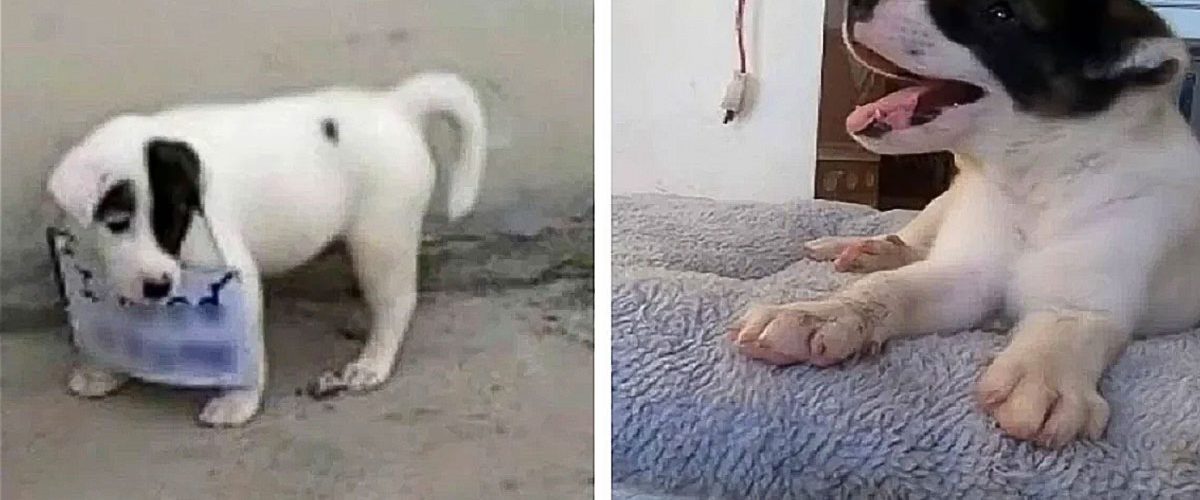 Un cățel adorabil a fost abandonat cu un mesaj emoționant!