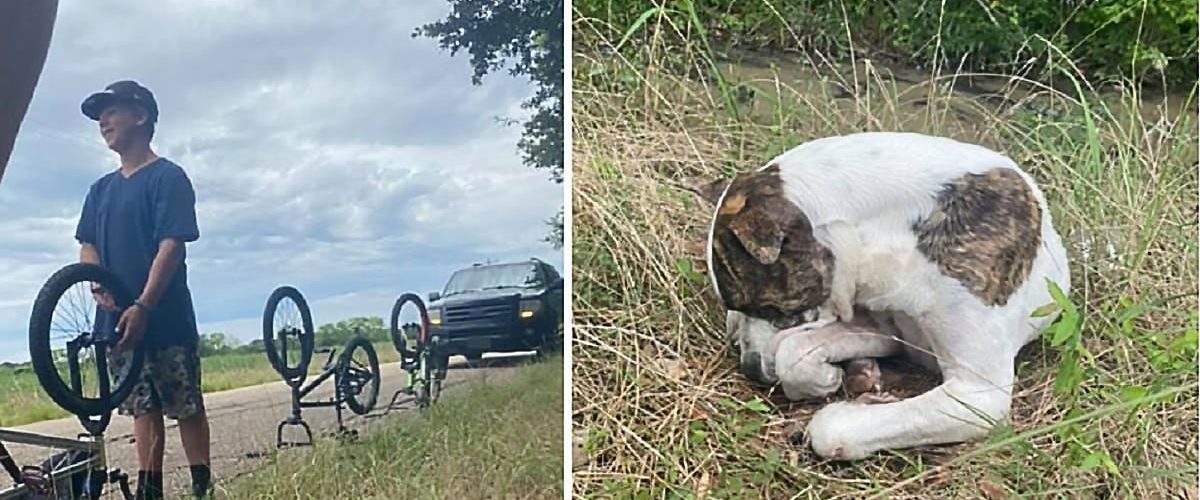 Un cățel lovit de mașină este salvat de un grup de copii!