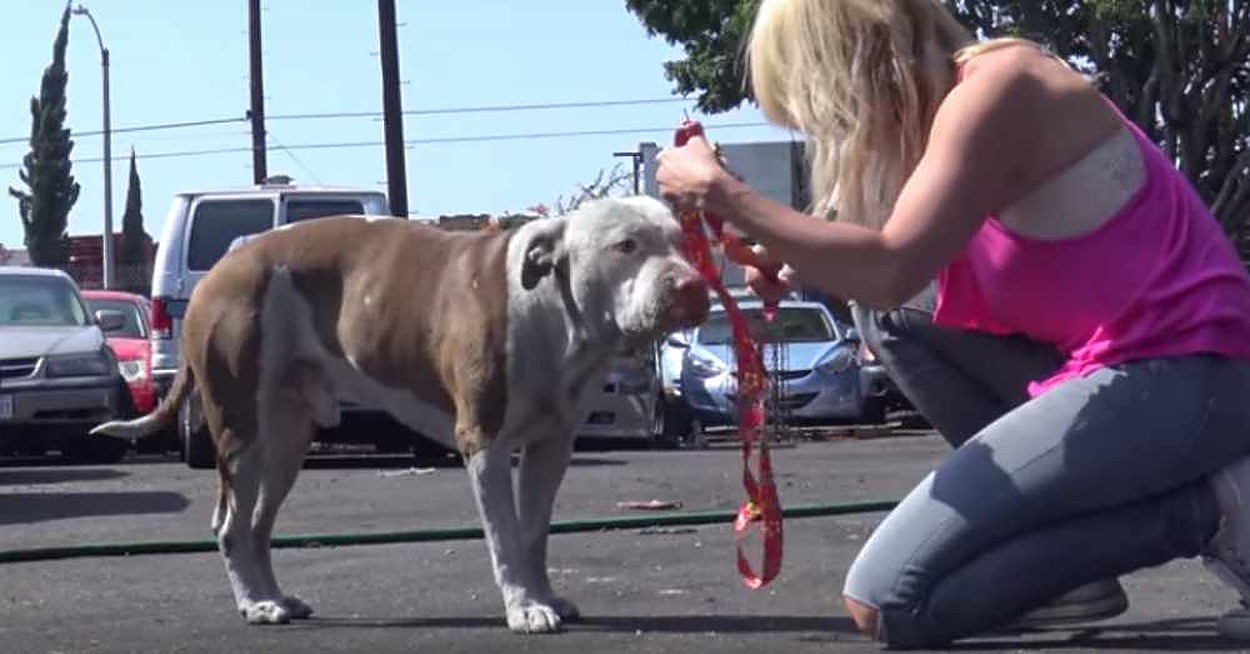 Un Pitbull a fost salvat de pe stradă într-un moment în care totul părea pierdut!