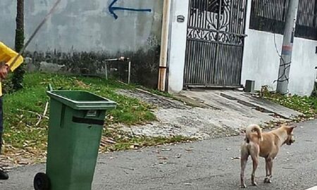 Chiar dacă viața nu a fost deloc ușoară cu el, un bărbat și-a dedicat toată viața pentru a ajuta animalele de companie!