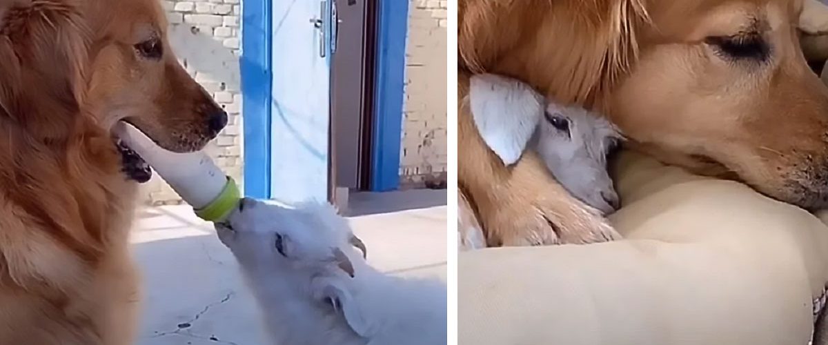 Rămas orfan după ce și-a pierdut mama, un ied este adoptat de o cățelușă Golden Retriever!