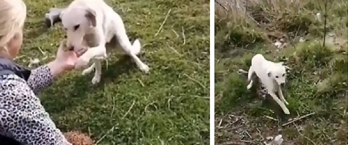 Un câine abandonat într-un loc izolat a primit o nouă șansă la viață!