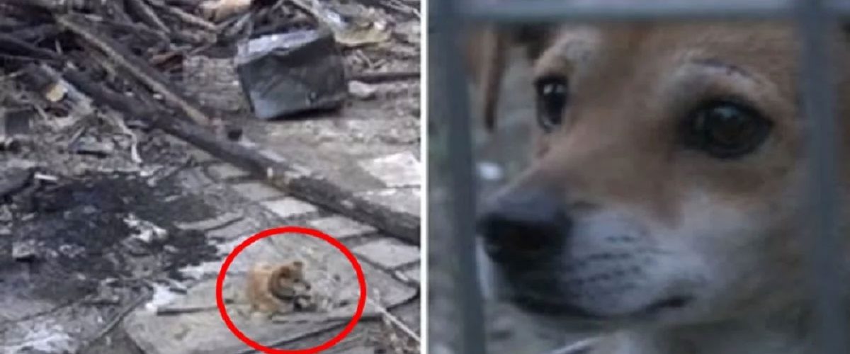 Un patruped a fost surprins în momentul în care își aștepta stăpânul în locul în care a fost casa lor!