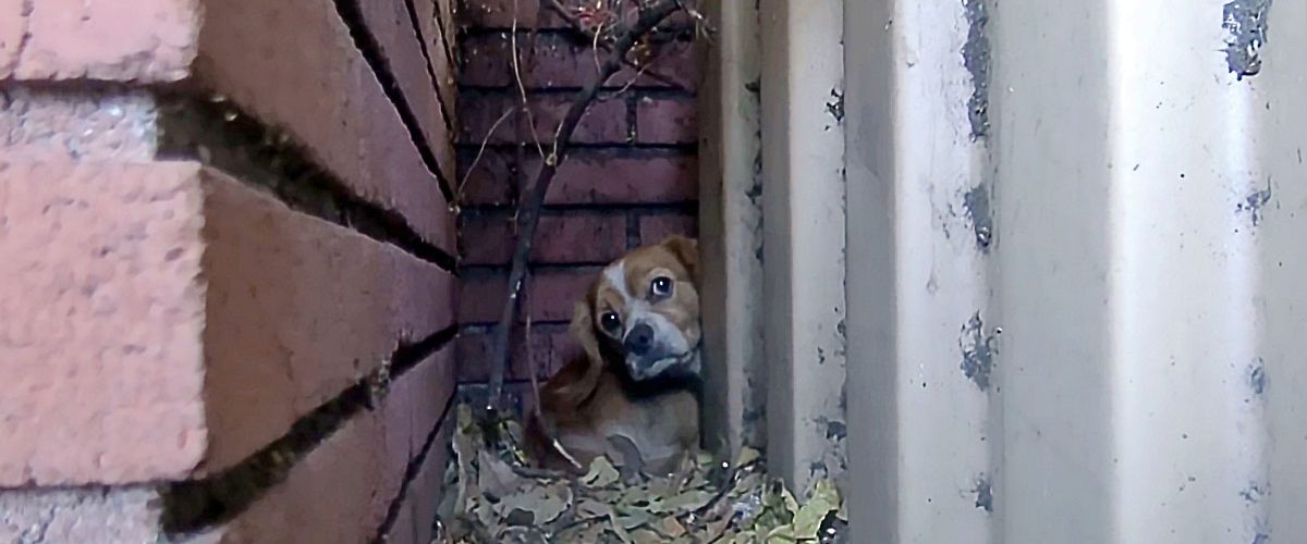 Ascuns după un perete, un câine abandonat reușește să își recapete încrederea în oameni!