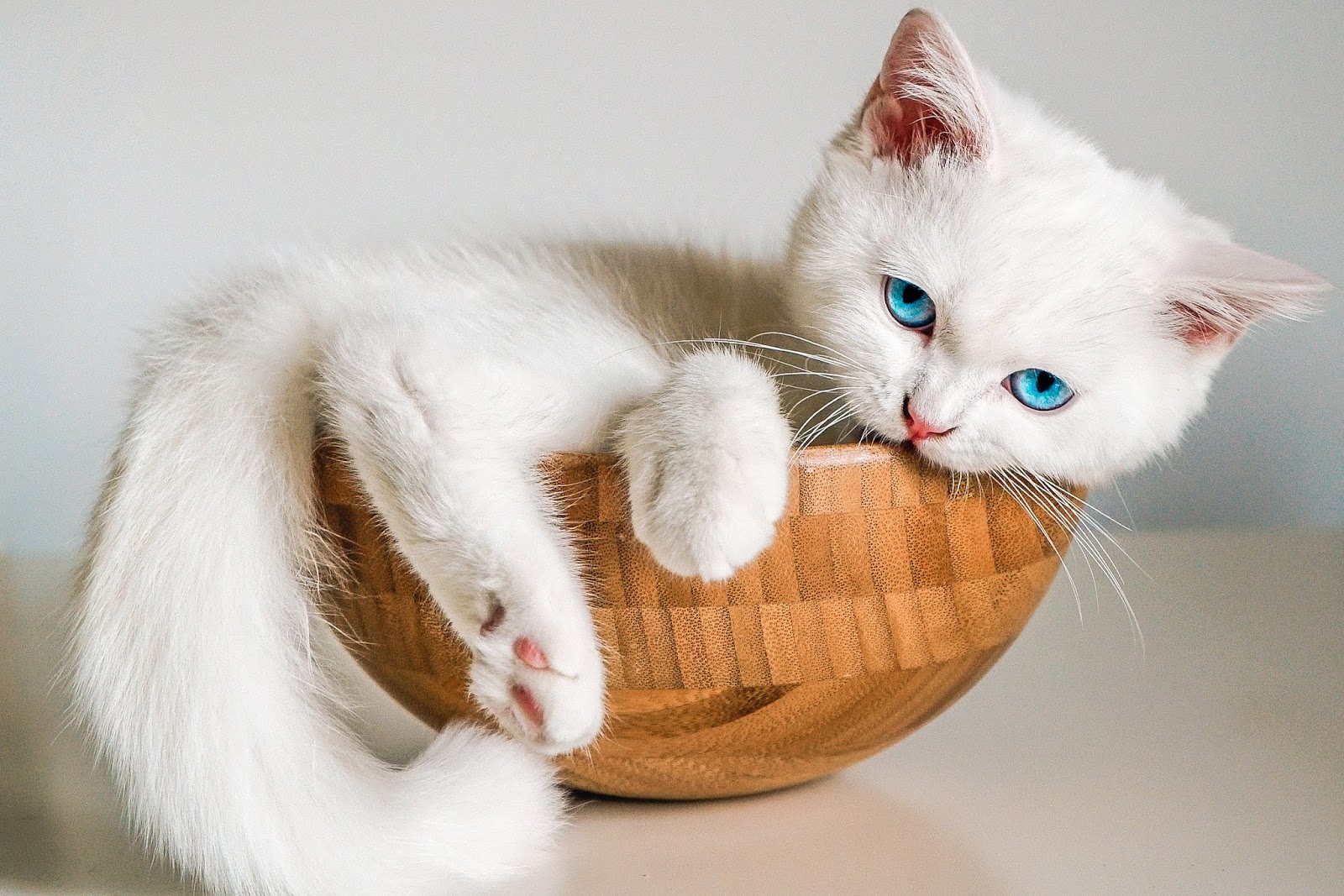 Cu Ce Trebuie Să îți Hrănești Pisica După Ce O Sterilizezi Dieta Potrivită Pentru Sănătatea 8286