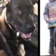 După ce au adoptat 12 cățeluși, o familie decide să facă un gest cu totul impresionant!