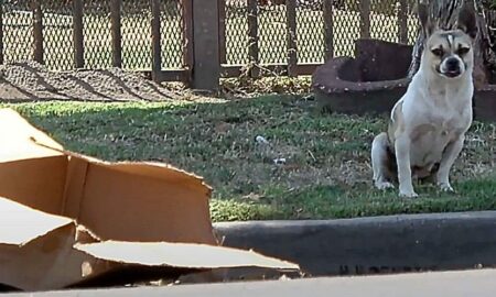 O cutie de carton aruncată la marginea drumului, casa unui câine abandonat de familie!