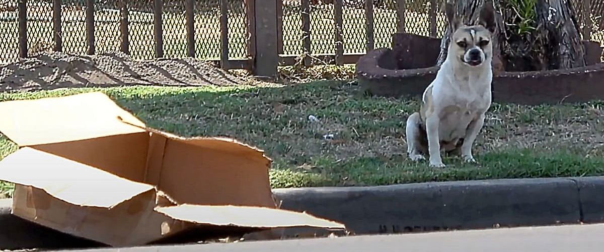 O cutie de carton aruncată la marginea drumului, casa unui câine abandonat de familie!