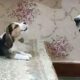 Un cățel din rasa Beagle a fost surprins în momentul în care purta o „discuție” cu fiica sa!