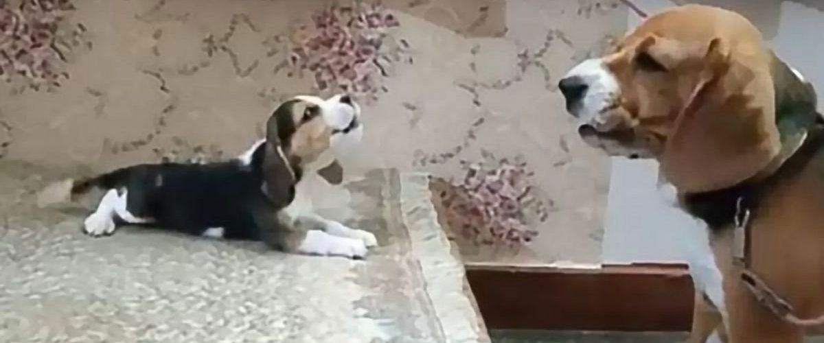 Un cățel din rasa Beagle a fost surprins în momentul în care purta o „discuție” cu fiica sa!