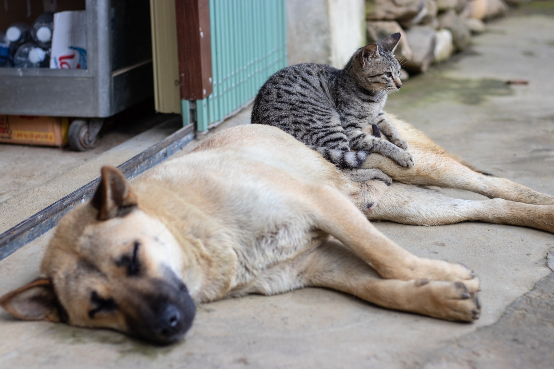 Amplă campanie de sterilizare gratuită pentru animalele de companie din București! Beneficiarii vor fi 10.000 de câini și pisici