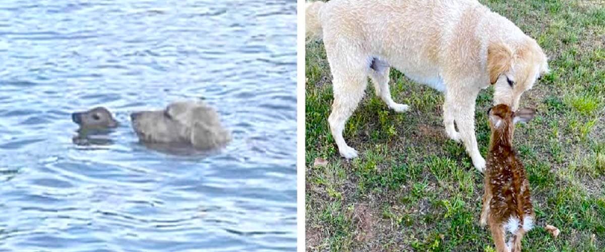 Un Golden Retriever a salvat miraculos de la înec un pui de căprioară!