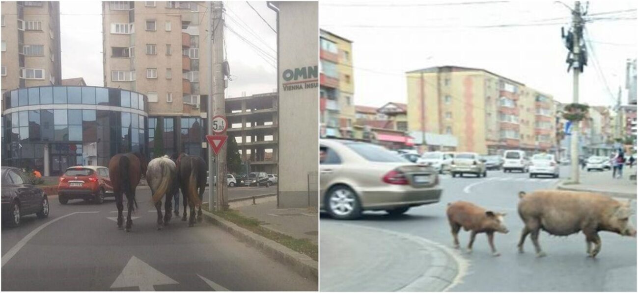 Amenzi usturătoare! Un oraș din România interzice creșterea animalelor și păsărilor. Care este acesta