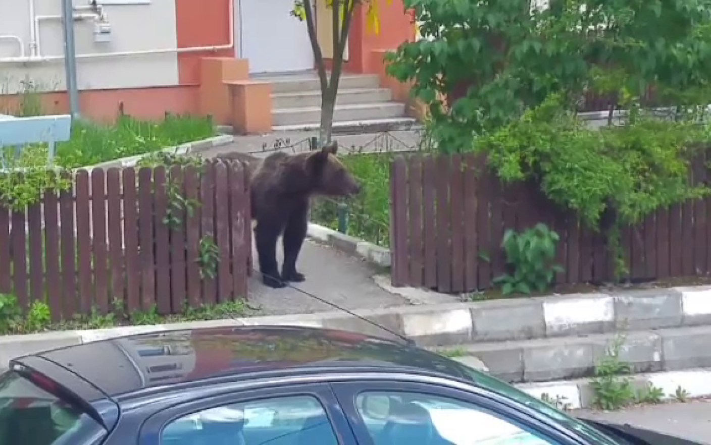 Ministrul Mediului, Tanczos Barna tranşant: O să avem urs, mâine-poimâine, în Cişmigiu!”