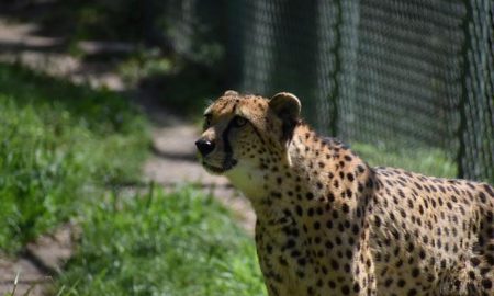 Halucinant! Cum a fost posibil ca într-un parc safari un ghepard să muște de cap un elev german