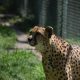 Halucinant! Cum a fost posibil ca într-un parc safari un ghepard să muște de cap un elev german