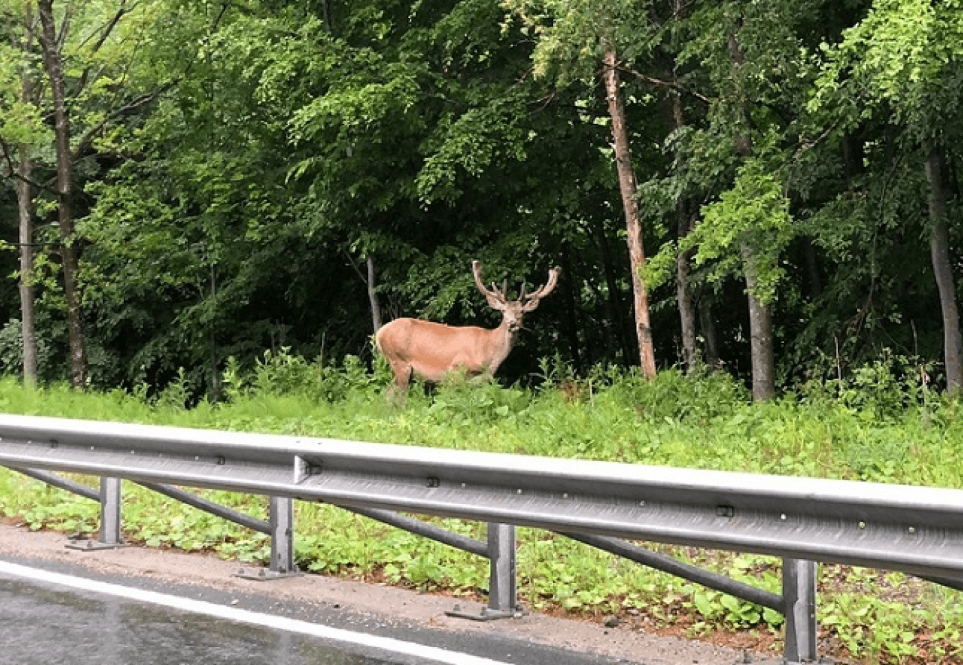 Cerb lovit de o mașină lângă Bonțida! Un altul a fost lovit de două maşini în Mureş