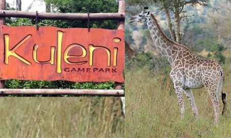 Tragedie într-un parc de safari lângă Durban, Africa de Sud. Mamă și fiică atacate grav de o girafă