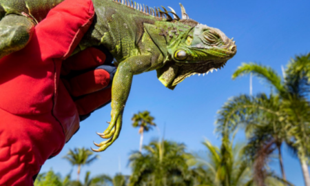 Ger cumplit în Florida. Este atât de frig, încât iguanele înghețate cad din copaci