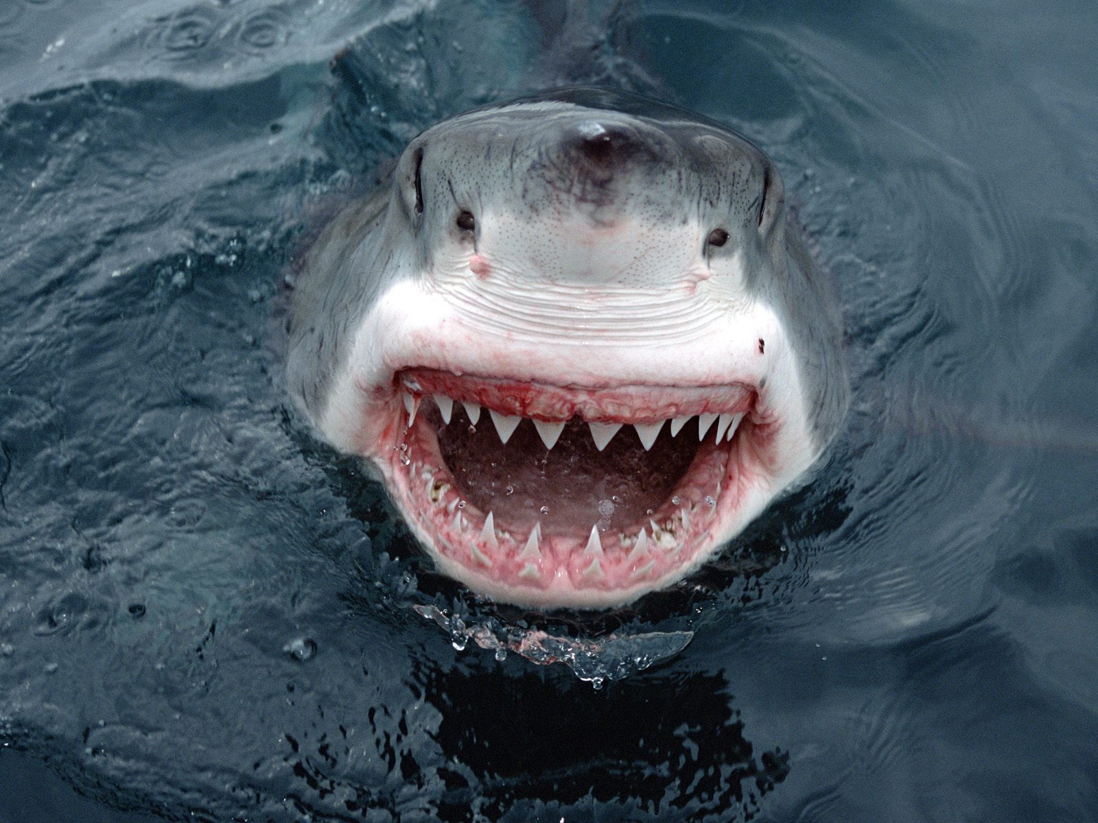 Scafandru pescar decapitat de un rechin alb uriaș, în timpul primului atac fatal din 2023