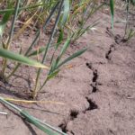 seceta extremă grâu deșert